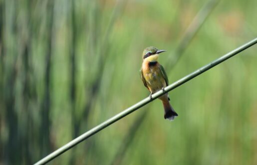 Botswana-Safari-04