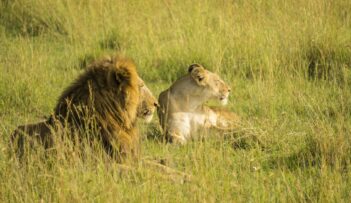 Safari-04