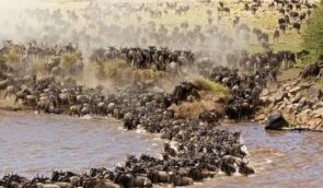 masai-mara4